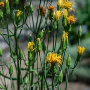 SCOROZONERA HISPANICA, ASTERACEAE, EUROPA - 1071