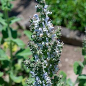 LIPPIA JAVANICA, SPRENG, VERBANEACEAE, AFRICA TROPICALE - 1073
