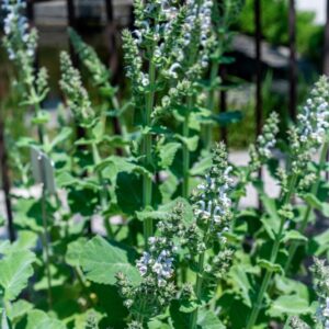 LIPPIA JAVANICA, SPRENG, VERBANEACEAE, AFRICA TROPICALE - 1074