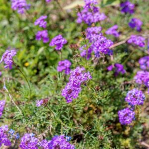 GLANDULARIA TENERA, CABRERA, VERBANACEAE, BRASILE, ARGENTINA, URUGUAY - 1076