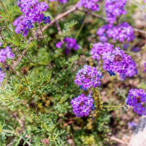 GLANDULARIA TENERA, CABRERA, VERBANACEAE, BRASILE, ARGENTINA, URUGUAY - 1077