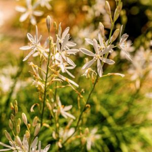 ANTHERIUM LILIAGO, L, ASPARAGACEAE, EUROPA CENTRO MERIDIONALE, ASIA MINORE - 1081