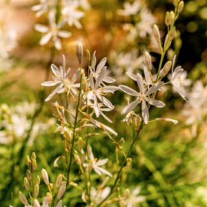 ANTHERIUM LILIAGO, L, ASPARAGACEAE, EUROPA CENTRO MERIDIONALE, ASIA MINORE - 1082