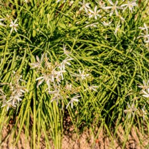 ANTHERIUM LILIAGO, L, ASPARAGACEAE, EUROPA CENTRO MERIDIONALE, ASIA MINORE - 1083