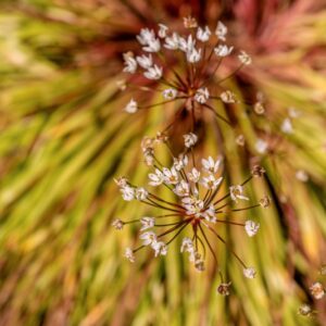 ALLIUM SUONI MEDITEBHIRSUTUM, L, AMARYLLIDACEAE, REGIONI MEDITERRANEE - 1086