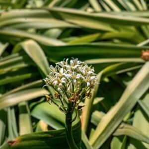SCILLA X FILANGERI, TINEO, ASPARAGACEAE, IBRIDO ORTICOLO - 1092