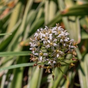 SCILLA X FILANGERI, TINEO, ASPARAGACEAE, IBRIDO ORTICOLO - 1093