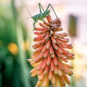 KNIPHONIA UVARIA, OKEN, ASPHODELACEAE, SUDAFRICA - 1096