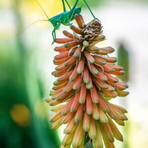 KNIPHONIA UVARIA, OKEN, ASPHODELACEAE, SUDAFRICA - 1097