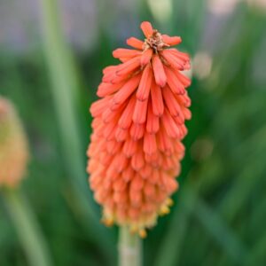 KNIPHONIA UVARIA, OKEN, ASPHODELACEAE, SUDAFRICA - 1099