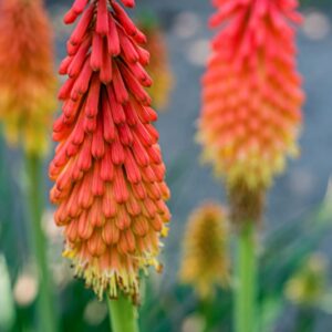 KNIPHONIA UVARIA, OKEN, ASPHODELACEAE, SUDAFRICA - 1100