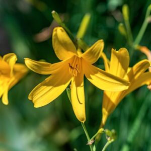 HEMEROCALLIS MINOR, MILL, ASPHDELACEAE, ASIA ORIENTALE - 1103