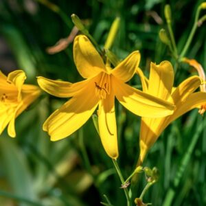 HEMEROCALLIS MINOR, MILL, ASPHDELACEAE, ASIA ORIENTALE - 1102