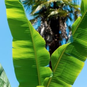 MUSA BASJOO, S-Z, MUSACEAE, GIAPPONE - 1107