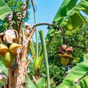 MUSA BASJOO, MUSACEAE, GIAPPONE - 1106