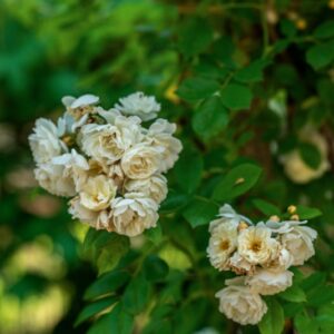 ROSA MULTIFLORA, THUMB, ROSACEAE, CINA, GIAPPONE - 1109