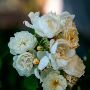 ROSA MULTIFLORA, THUMB, ROSACEAE, CINA, GIAPPONE - 1110