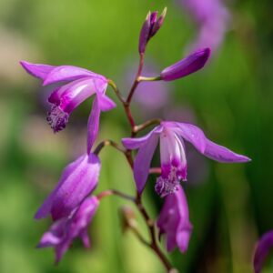 BLETILLA STRIATA, THUMB, ORCHIDACEAE, CINA, GIAPPONE - 1112