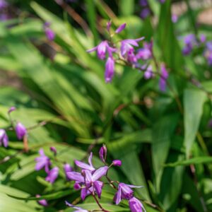 BLETILLA STRIATA, THUMB, ORCHIDACEAE, CINA, GIAPPONE - 1114
