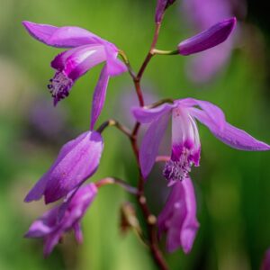 BLETILLA STRIATA, THUMB, ORCHIDACEAE, CINA, GIAPPONE - 1113