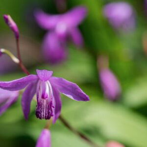 BLETILLA STRIATA, THUMB, ORCHIDACEAE, CINA, GIAPPONE - 1115