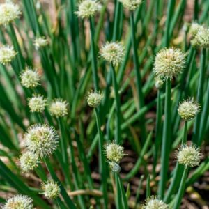 ALLIUM FISTULOSUM, L, AMARYLLIDACEAE, SIBERIA - 1118