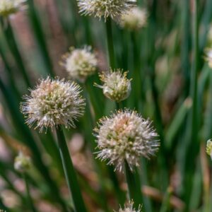 ALLIUM FISTULOSUM, L, AMARYLLIDACEAE, SIBERIA - 1117