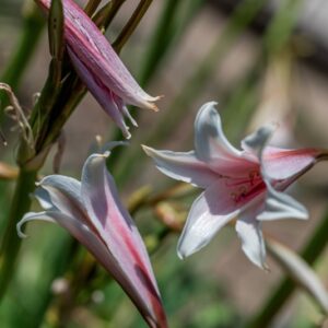 CRINUM BULBISPERMUM, BURM T, MILNE-REDH &AMP; SCHW , AMARYLLIDACEAE, SUDAFRICA - 1121