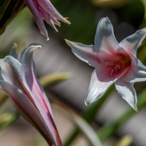 CRINUM BULBISPERMUM, BURM T, MILNE-REDH &AMP; SCHW , AMARYLLIDACEAE, SUDAFRICA - 1122
