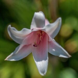 CRINUM BULBISPERMUM, BURM T, MILNE-REDH & amp; AMP; SCHW, AMARYLLIDACEAE, SUDAFRICA - 1120