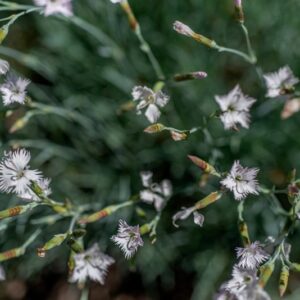 DIANTHUS STERNBERGII, SIEBER, CARYOPHYLLACEAE, CALIFORNIA, OREGON - 1124