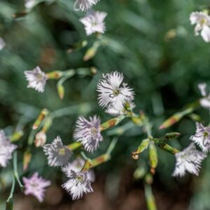 DIANTHUS STERNBERGII, SIEBER, CARYOPHYLLACEAE, CALIFORNIA, OREGON - 1125