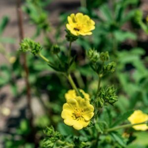 POTENTILLA MONTENEGRINA, PANT, ROSACEAE, MONTENEGRO - 1128
