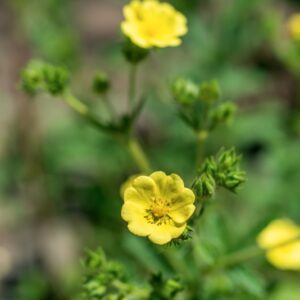 POTENTILLA MONTENEGRINA, PANT, ROSACEAE, MONTENEGRO - 1129