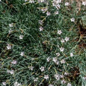 DIANTHUS STERNBERGII, SIEBER, CARYOPHYLLACEAE, CALIFORNIA, OREGON - 1126
