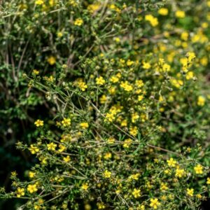 POTENTILLA ARGENTEA, L, ROSACEAE, EUROPA, ASIA, AMERICA SUD - 1131