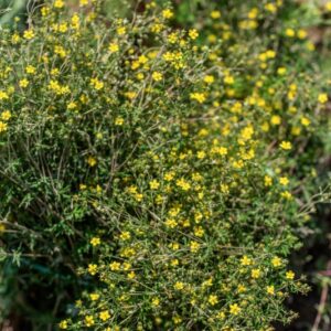 POTENTILLA ARGENTEA, L, ROSACEAE, EUROPA, ASIA, AMERICA SUD - 1132