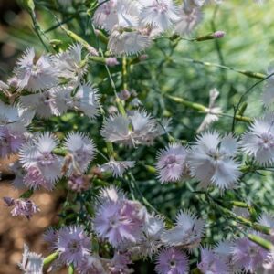 DIANTHUS ANATOLICUS, BOISS, CARYOPHYLLACEAE, ASIA MINORE, TURCHIA - 1134