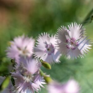 DIANTHUS ANATOLICUS, BOISS, CARYOPHYLLACEAE, ASIA MINORE, TURCHIA - 1136