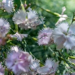 DIANTHUS ANATOLICUS, BOISS, CARYOPHYLLACEAE, ASIA MINORE, TURCHIA - 1135