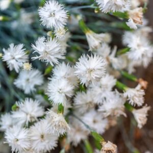DIANTHUS PETRAEUS, WALDST &AMP; KIT, CARYOPHYLLACEAE, AMERICA SUD ORIENTALE - 1138