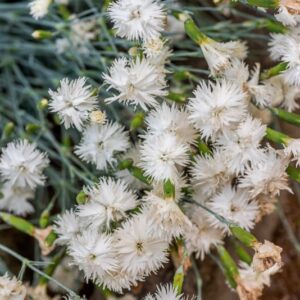 DIANTHUS PETRAEUS, WALDST &AMP; KIT, CARYOPHYLLACEAE, AMERICA SUD ORIENTALE - 1139