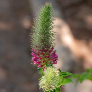 TRIFOLIUM RUBENS, L, FABACEAE, EUROPA CENTRO MERIDIONALE - 1411