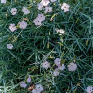 CARYOPHYLLACEAE, DIANTHUS MICROLEPIS, BOISSM, EUROPA  SUD ORIENTALE - 1143