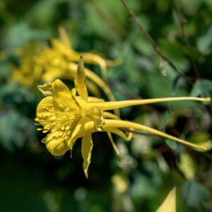 AQUILEGIA CHRYSANTHA, A GRAY, RANUNCOLACEAE, USA, STATI UNITI, MESSICO - 1146