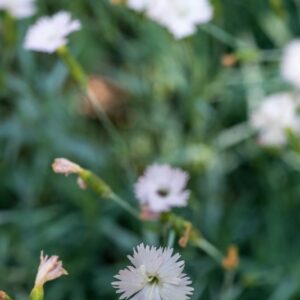 CARYOPHYLLACEAE, DIANTHUS MICROLEPIS, BOISSM, EUROPA SUD ORIENTALE – 1144
