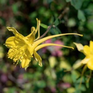 AQUILEGIA CHRYSANTHA, A GRAY, RANUNCOLACEAE, USA, STATI UNITI, MESSICO - 1147