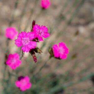 DIANTHUS VISCIDUS, BORY &AMP; CHAUB, CARYOPHYLLACEAE, EUROPA MERIDIONALE, ASIA MINORE - 1150
