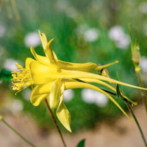 AQUILEGIA CHRYSANTHA, A GRAY, RANUNCOLACEAE, USA, STATI UNITI, MESSICO - 1148