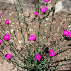 DIANTHUS VISCIDUS, BORY &AMP; CHAUB, CARYOPHYLLACEAE, EUROPA MERIDIONALE, ASIA MINORE - 1151